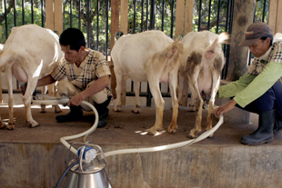 Workers collect milk from dairy goats  at Puentespina Farms in Malagos District, Davao City. The fresh milk from the dairy goats are used in manufacturing cheese. Ruby Thursday More / AKP Images for Mindanews