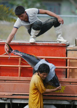 Workers load a Yellow Fin Tuna into a truck inside the General Santos City Fish Port Complex. Mindanews File Photo by Keith Bacongco