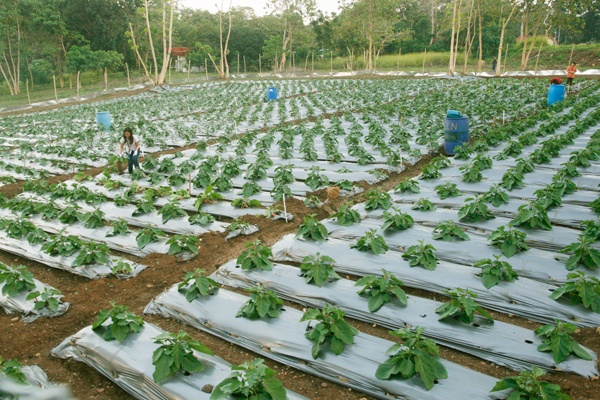 Bt eggplant field test site inside the UP Mindanao-Mintal campus. Mindanews Photo by Keith Bacongco