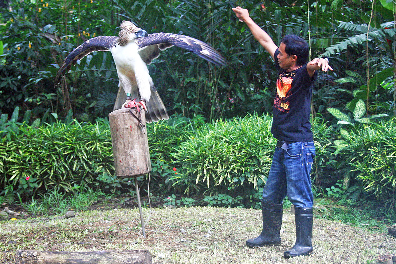 haast eagle compared to human