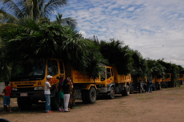 Oil palm seedlings for distribution. MindaNews photo by H. Marcos C. Mordeno