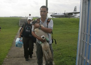 Philippine Eagle Foundation staff Edison Dayos on Wednesday carries the Philippine Eagle after disembarking from a Philippine Air Force plane with the retrieved Philippine Eagle from Pasonanca watershed in Zamboanga City. With Dayos is PEF on-call veterinarian Dr. Ana Lascano. MindaNews Photo by Keith Bacongco