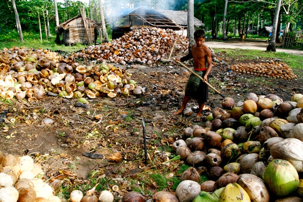 A farmer sorts coconut at his farm in Mati, Davao Oriental before carving out the meat for copra, which is a raw material in producing coconut oil. Mindanews File Photo by Keith Bacongco