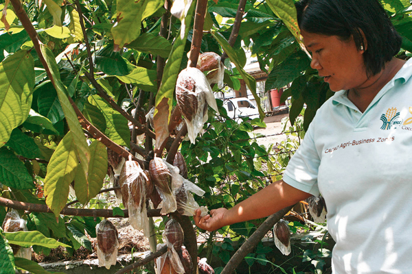 Marilyn Carubio, Technical Adviser of the Cocoa Foundation of the Philippines' Cacao Agribusiness Zone Center checks on the cacao fruits in Talandang, Tugbok District, Davao City on Thursday, September 29, 2011. She said a single cacao tree can yield 1.5 to 2 kilograms of dry beans per harvest which can be sold at P125 a kilo. An hectare of land can be planted with up to 1000 cacao trees. MindaNews Photo by Ruby Thursday More