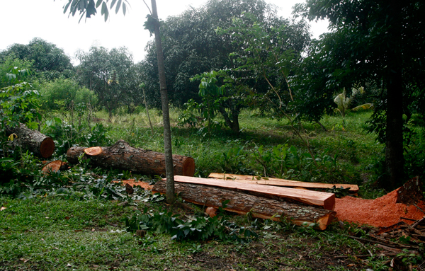 The felled Mahogany tree planted by Fr. Fausto Tentorio at the back of the convent. Mindanews Photo by Ruby Thursday More