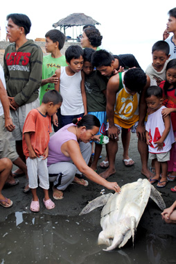 ENDANGERED. A barangay employee in Barangay 10, Buenavista, Agusan del Norte applies an antibacterial medication to a wounded marine turtle rescued by a fisherman on November 19, 2011. The turtle sustained two wounds on its underside. MindaNews photo by H. Marcos C. Mordeno