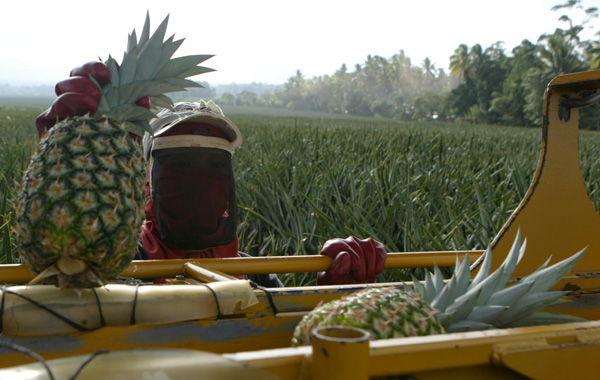 A plantation worker loads fresh pineapples to the conveyor of the harvesting machine at the Davao Agricultural Ventures Corporation (Davco) farm in Calinan, Davao City. MiindaNews Photo by Keith Bacongco