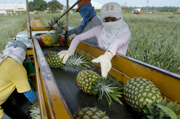 Workers unload fresh pineapples from the conveyor of the harvesting machine at the Davao Agricultural Ventures Corporation (Davco) farm in Calinan, Davao City. MiindaNews Photo by Keith Bacongco