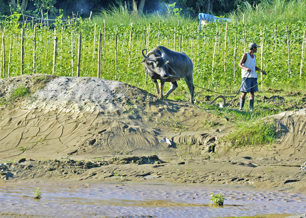 HEAVY SILT. Heavy silt has formed in Iponan River River in Barangay Baikingon, Cagayan de Oro City on May 21, 2012. Farmers blamed rampant quarrying and mining for gold for the massive siltation. MindaNews photo by Froilan Gallardo