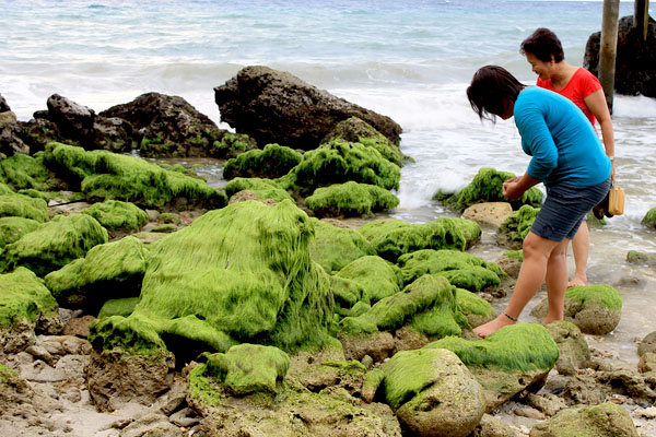 CURIOUS. Beach goers examine closely the seaweeds that cling to the rocks on the shore of Barangay Tubigon, Initao town in Misamis Oriental. MindaNews photo by H. Marcos C. Mordeno