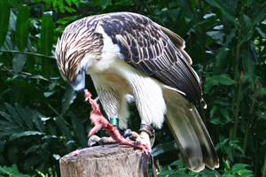 FEEDING TIME. A Philippine Eagle named Mindanao feeds on a rabbit at the Philippine Eagle Center in Davao City. Mindanews Photo by Ruby Thursday More