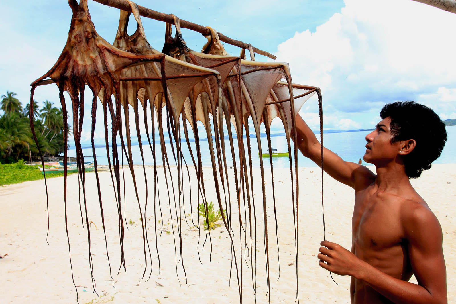 BOUNTY FROM THE SEA. A fisherman checks the octopus he has dried on the beach in General Luna town in Siargao Island on Saturday, June 1. MindaNews photo by ROEL CATOTO