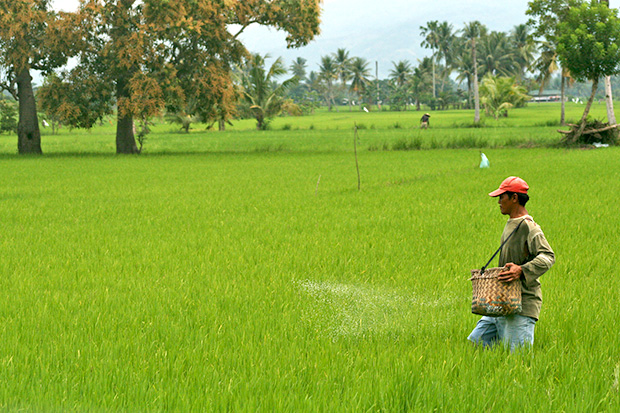 A farmer applies fertilizer on the ricefield within the Philippine Rice Research Institute compound in Barangay Bual Norte, Midsayap town, North Cotabato on Wednesday, September 25. Bual Norte is an adjacent village of Palongoguen, the site of sporadic clashes between government troops and the Bangsamoro Islamic Freedom Fighters. MindaNews Photo by Ruby Thursday More
