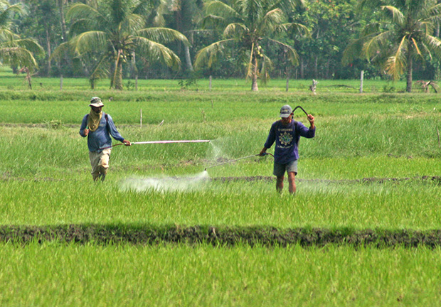Farmers apply pesticides on the ricefield within the Philippine Rice Research Institute compound in Barangay Bual Norte, Midsayap town, North Cotabato on Wednesday, September 25. Bual Norte is an adjacent village of Palongoguen, the site of sporadic clashes between government troops and the Bangsamoro Islamic Freedom Fighters. MindaNews Photo by Ruby Thursday More