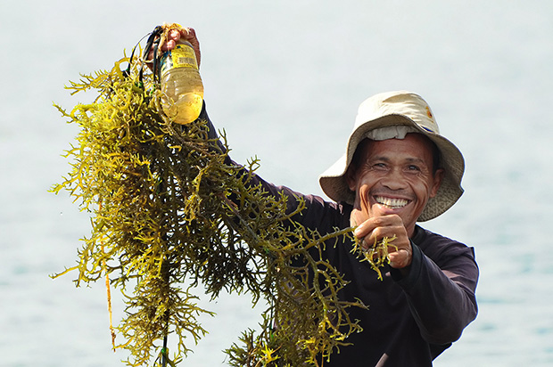 A fisherman shows his newly-harvested seaweeds in Barangay Morong Point, Parang, Maguindanao. Seaweed farming is one of the sources of living among the coastal folks in Parang. Mindanews photo by Arthur Yap