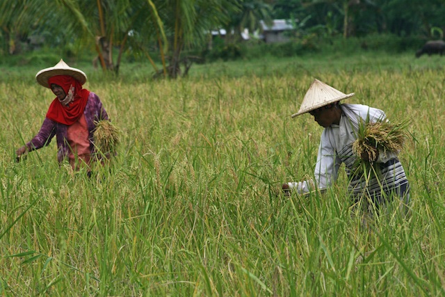 Moro women harvest rice at the village of Liong in Datu Piang, Maguindanao P on October 24. 2012. nine days after the signing of the Framework Agreement on the Bangsamoro. They expressed hope peace would finally come. File phoot by Ruby Thursday More/MindaNews
