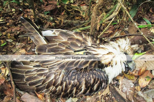 Philippine Eagle Pamana. Released into the wild in Davao Oriental on June 12; found dead in August. Photo courtesy of the Philippine Eagle Foundation 
