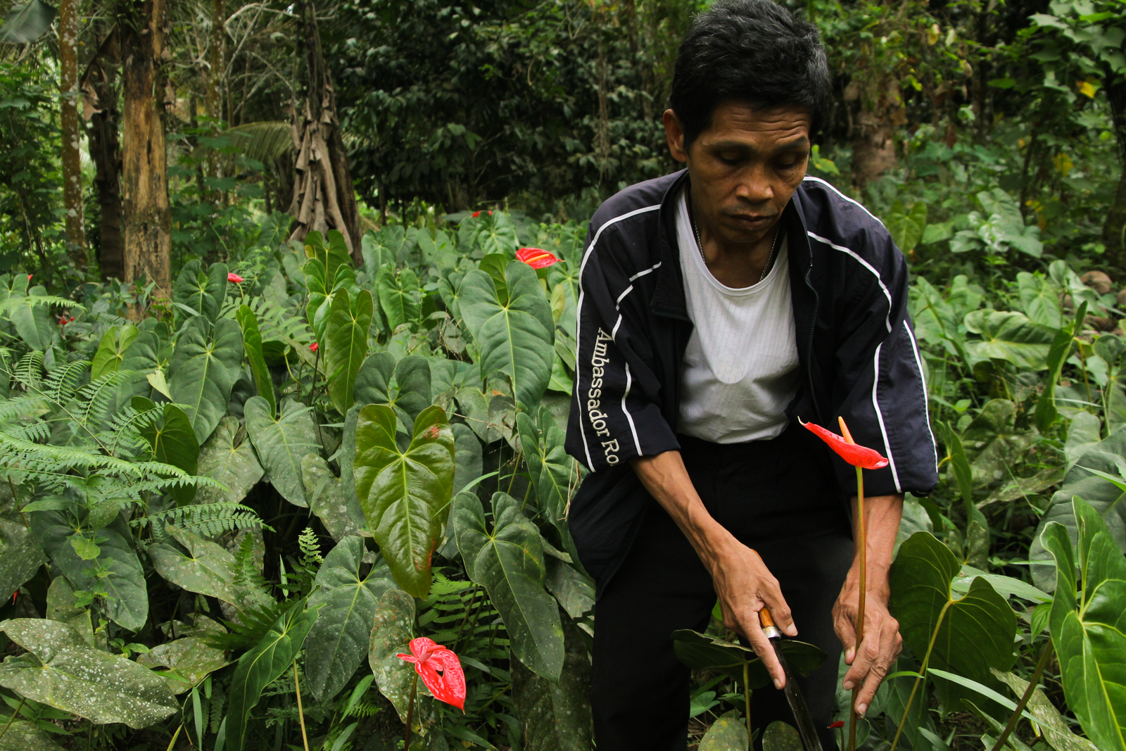 Datu Bienvenido Macalos harvests anthurium flowers at a farm in Purok 4, Barangay Batasan, Makilala, North Cotabato.