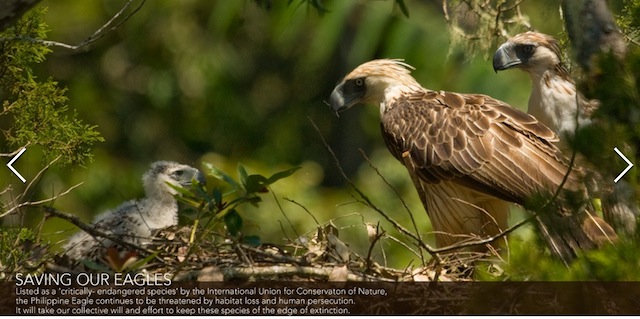 A family of Philippine Eagles in the wild. Photo from the website of the Philippine Eagle Foundation. 