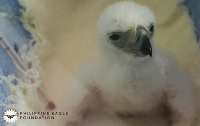 Chick # 26 at five days old. Photo courtesy of the Philippine Eagle Foundation 