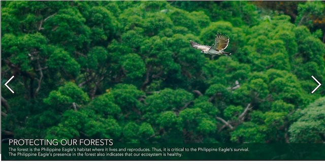 Photo from the Philippine Eagle Foundation's website. 