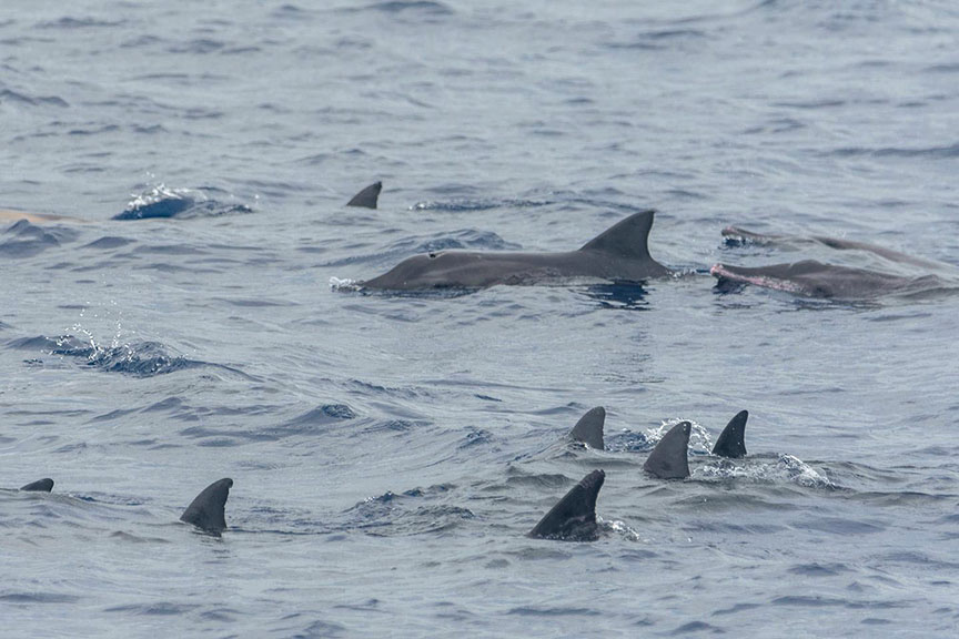 19dolphins web