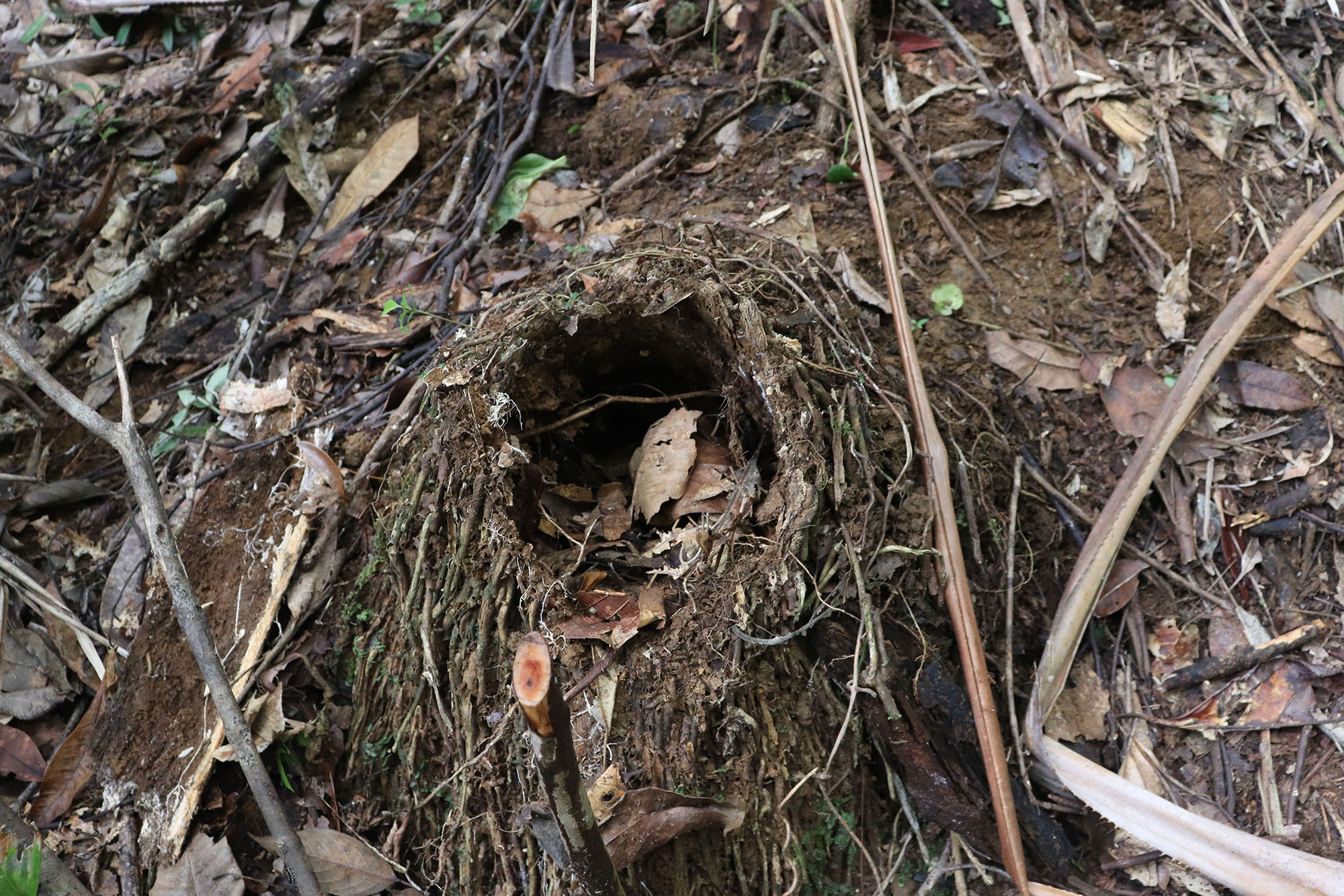 mindanao treeshrew nest