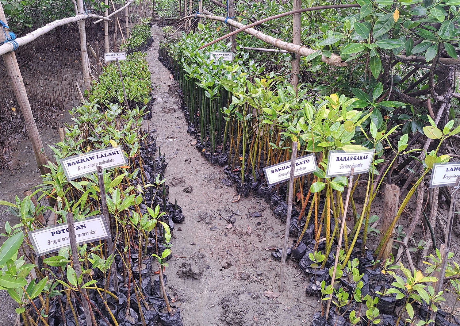 m24 mangrove saplingsweb
